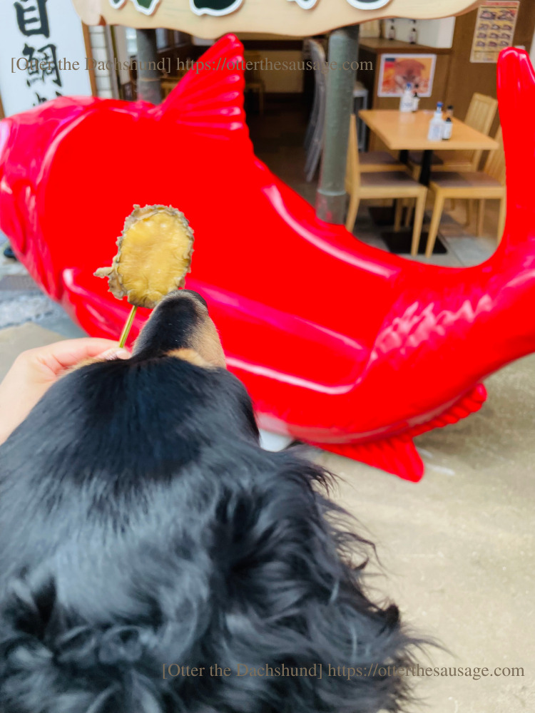 photo_Otter the Dachshund_travel with dogs_hang out with dogs_犬旅ブログ_犬とお出かけブログ_202307_　徳造丸 海鮮家 熱海駅前店_アワビ串_オッター